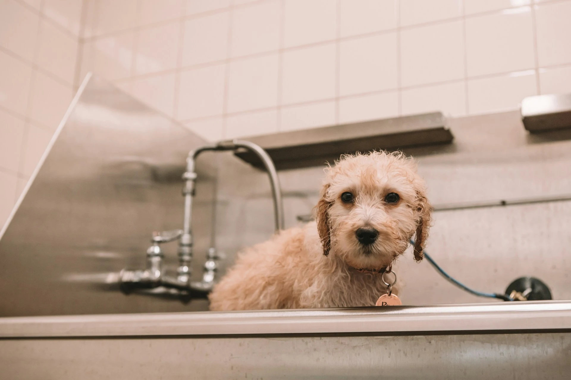 perro bañado en la peluquería