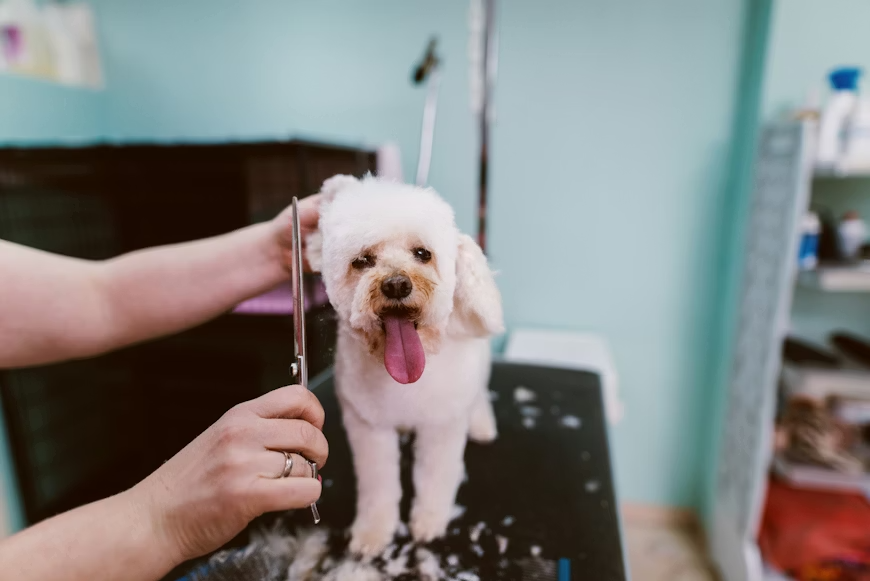corte de perro en la peluquería