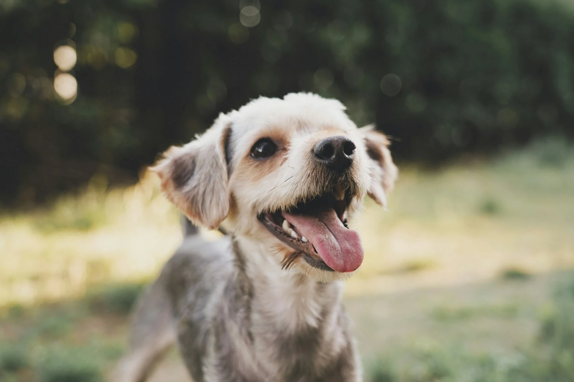 perro con tratamiento especial